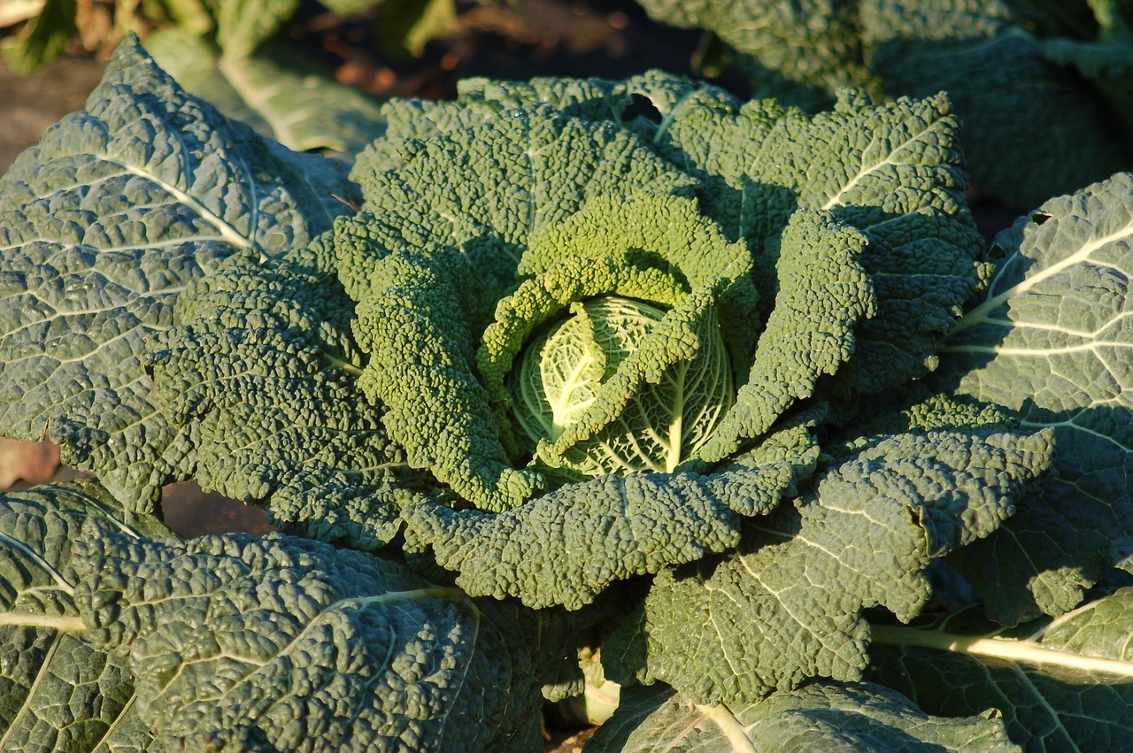 How to Grow Vegetables in Limited Space